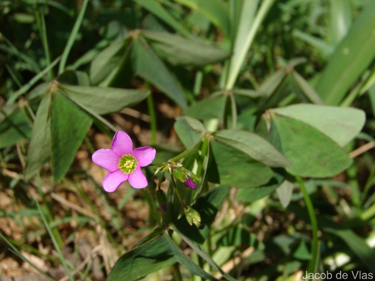 Oxalis latifolia Kunth